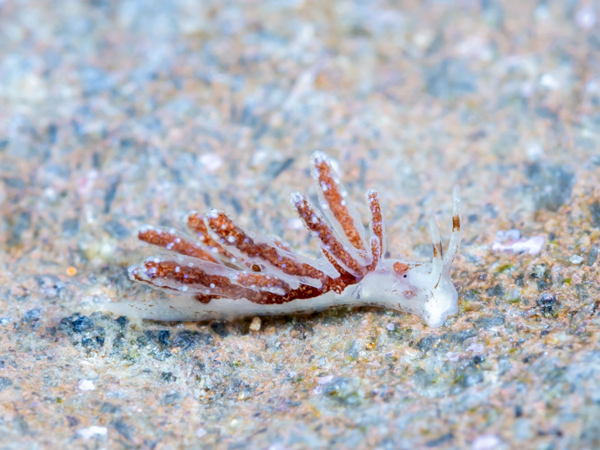 �x���O�E�~�E�V